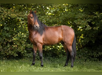 PRE Mix, Stallion, 4 years, 15,1 hh, Brown