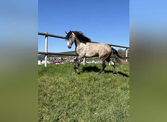 PRE Mix, Stallion, 4 years, 15.1 hh, Brown Falb mold
