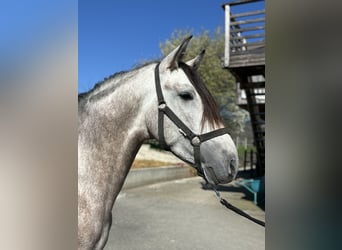 PRE Mix, Stallion, 4 years, 15.1 hh, Brown Falb mold