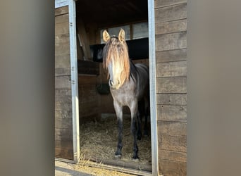 PRE Mix, Stallion, 4 years, 15.1 hh, Brown Falb mold