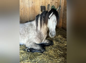 PRE Mix, Stallion, 4 years, 15.1 hh, Brown Falb mold