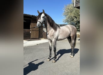 PRE Mix, Stallion, 4 years, 15.1 hh, Brown Falb mold