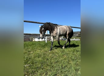 PRE Mix, Stallion, 4 years, 15.1 hh, Brown Falb mold