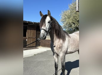 PRE Mix, Stallion, 4 years, 15.1 hh, Brown Falb mold