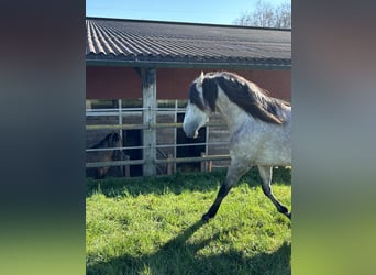 PRE Mix, Stallion, 4 years, 15.1 hh, Brown Falb mold
