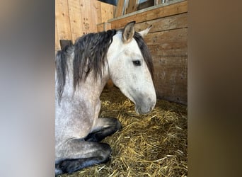 PRE Mix, Stallion, 4 years, 15.1 hh, Brown Falb mold
