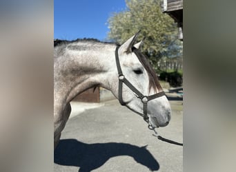 PRE Mix, Stallion, 4 years, 15.1 hh, Brown Falb mold