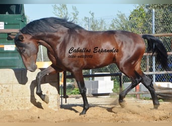 PRE, Stallion, 4 years, 15,1 hh, Brown