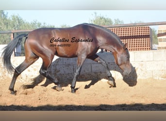 PRE, Stallion, 4 years, 15,1 hh, Brown