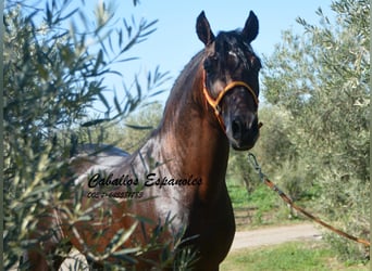 PRE, Stallion, 4 years, 15,1 hh, Brown