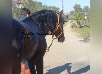 PRE, Stallion, 4 years, 15,1 hh, Brown