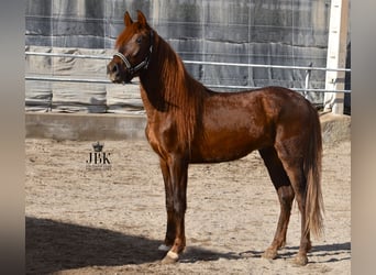 PRE, Stallion, 4 years, 15.1 hh, Chestnut-Red