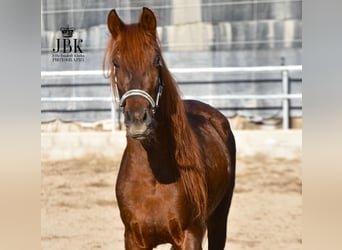 PRE, Stallion, 4 years, 15.1 hh, Chestnut-Red