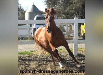 PRE Mix, Stallion, 4 years, 15,1 hh, Chestnut-Red