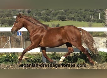 PRE Mix, Stallion, 4 years, 15,1 hh, Chestnut-Red