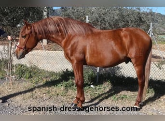 PRE Mix, Stallion, 4 years, 15,1 hh, Chestnut-Red