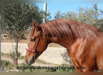 PRE Mix, Stallion, 4 years, 15,1 hh, Chestnut-Red