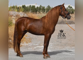 PRE Mix, Stallion, 4 years, 15,1 hh, Chestnut-Red