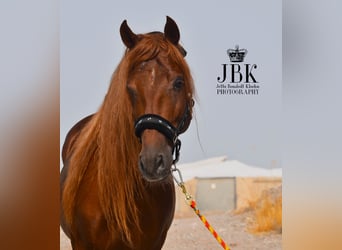 PRE Mix, Stallion, 4 years, 15,1 hh, Chestnut-Red