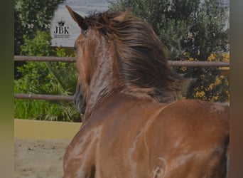 PRE, Stallion, 4 years, 15,1 hh, Gray-Red-Tan