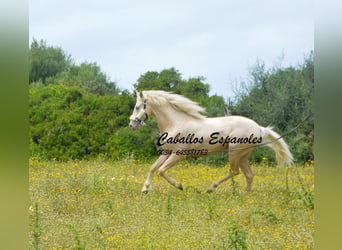 PRE, Stallion, 4 years, 15.1 hh, Palomino