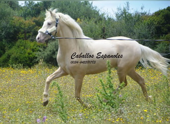 PRE, Stallion, 4 years, 15.1 hh, Palomino