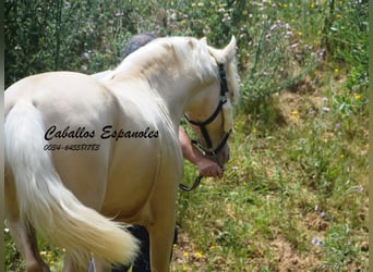 PRE, Stallion, 4 years, 15.1 hh, Palomino