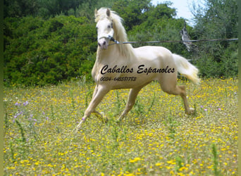 PRE, Stallion, 4 years, 15.1 hh, Palomino