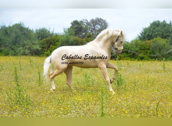 PRE, Stallion, 4 years, 15.1 hh, Palomino