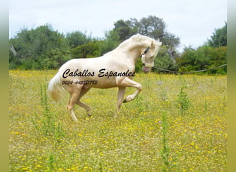 PRE, Stallion, 4 years, 15.1 hh, Palomino