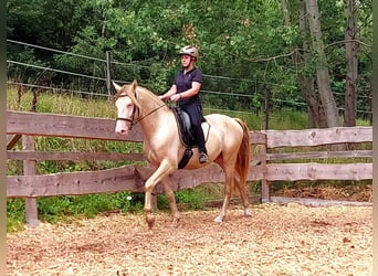 PRE, Stallion, 4 years, 15.1 hh, Perlino