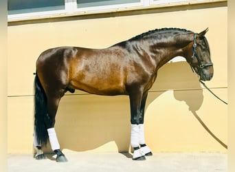 PRE, Stallion, 4 years, 15.2 hh, Bay-Dark