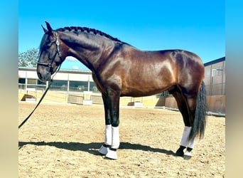 PRE, Stallion, 4 years, 15.2 hh, Bay-Dark