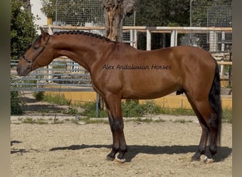 PRE Mix, Stallion, 4 years, 15.2 hh, Bay