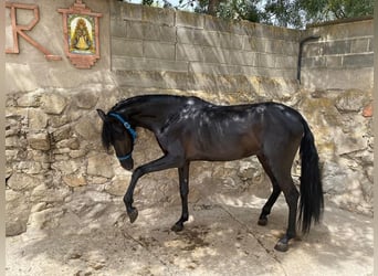 PRE, Hengst, 4 Jahre, 15,2 hh, Rappe