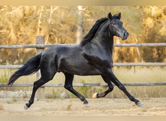 PRE, Stallion, 4 years, 15.2 hh, Black
