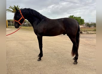 PRE, Stallion, 4 years, 15.2 hh, Black