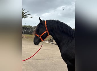 PRE, Stallion, 4 years, 15.2 hh, Black