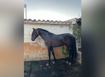 PRE, Stallion, 4 years, 15.2 hh, Black