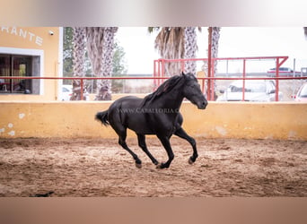 PRE Mix, Stallion, 4 years, 15.2 hh, Black