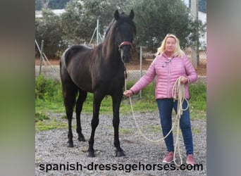 PRE Mix, Stallion, 4 years, 15.2 hh, Black