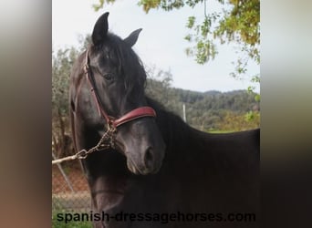PRE Mix, Stallion, 4 years, 15.2 hh, Black