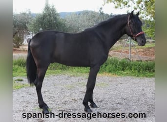 PRE Mix, Stallion, 4 years, 15.2 hh, Black