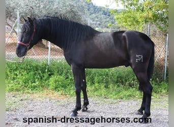 PRE Mix, Stallion, 4 years, 15.2 hh, Black