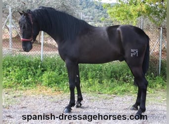 PRE Mix, Stallion, 4 years, 15.2 hh, Black