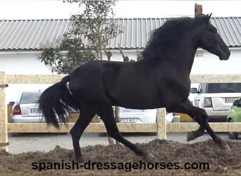 PRE Mix, Stallion, 4 years, 15.2 hh, Black