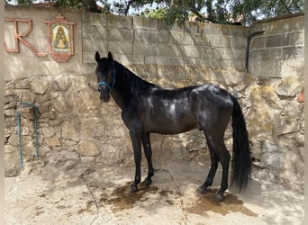 PRE, Stallion, 4 years, 15,2 hh, Black