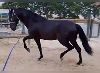 PRE, Stallion, 4 years, 15.2 hh, Black