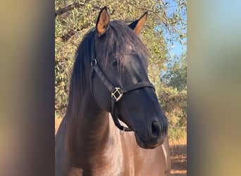 PRE Mix, Stallion, 4 years, 15.2 hh, Black