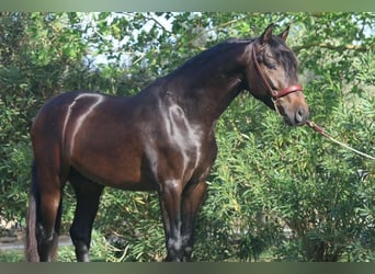PRE, Stallion, 4 years, 15.2 hh, Brown
